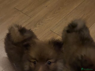 Pomchi dogs Pomeranian x pomchi puppys - Advert 15