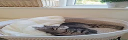 Mixed Breed cats for sale: Lovely little Female 17 week old Tabby kitten in Beaminster - Advert 5