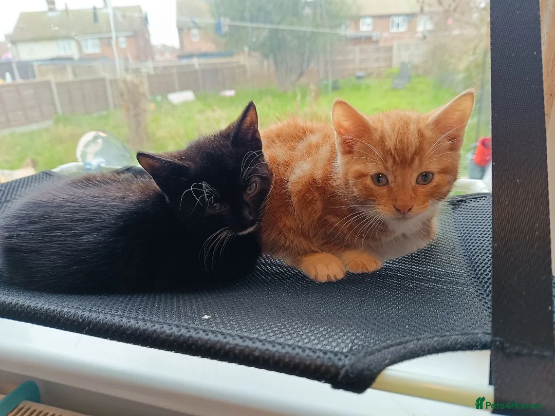Mixed Breed cats for sale: Adorable Kittens Looking for Loving Homes - Advert 7
