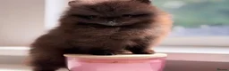 Pomeranian dogs for sale: ✨ Tiny Teddy Face Pomeranian Puppies 🐻✨ - Advert 23