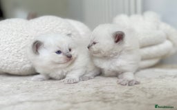 Ragdoll cats for sale: BLUE POINT RAGDOLL KITTENS - Image 1