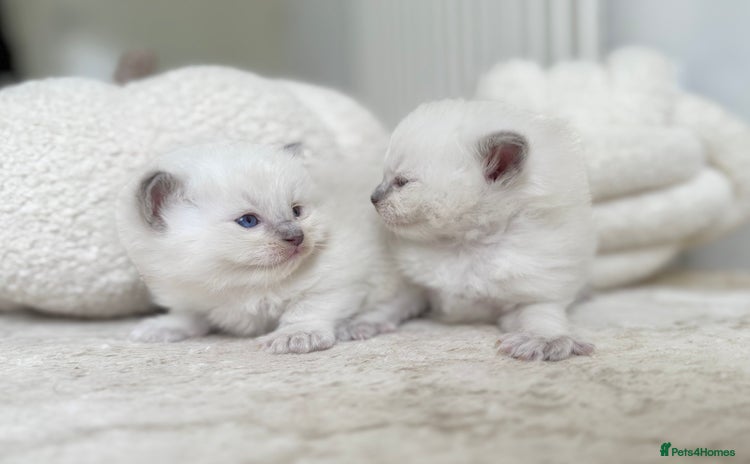 Ragdoll cats - Advert 13