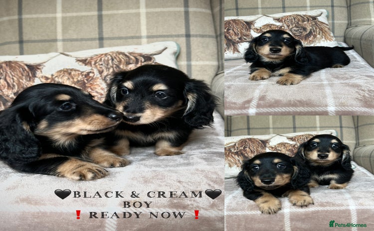 Miniature Dachshund dogs - Advert 1