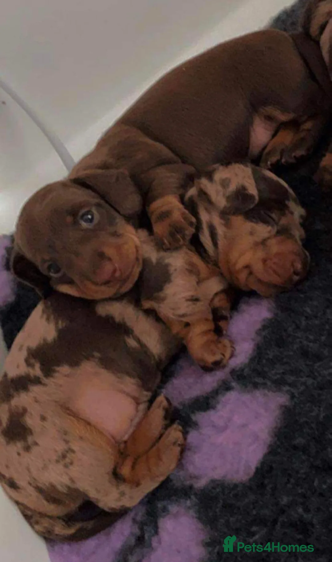 Miniature Dachshund dogs for stud: ** ROGUEROYALES STUD DASH ** PRA Clear in Wolverhampton - Advert 8