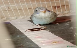 Budgerigars birds for sale: Black face split young bird for sale  - Image 3