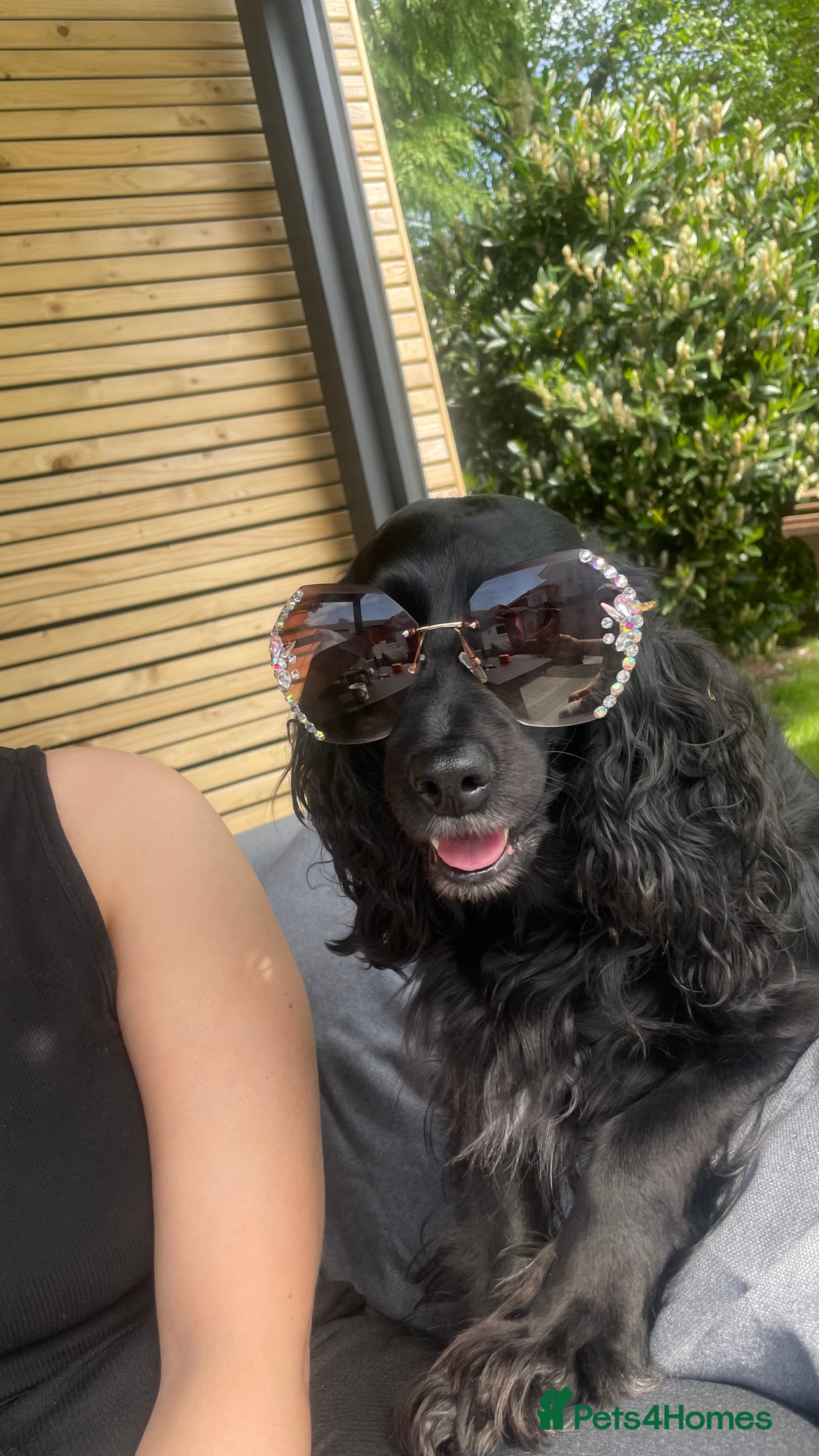 Mixed Breed dogs Adorable f2B Cockapoos  - Advert 4