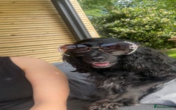 Mixed Breed dogs for sale: Adorable f2B Cockapoos  - Advert 1