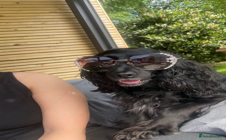 Mixed Breed dogs Adorable f2B Cockapoos  - Advert 2