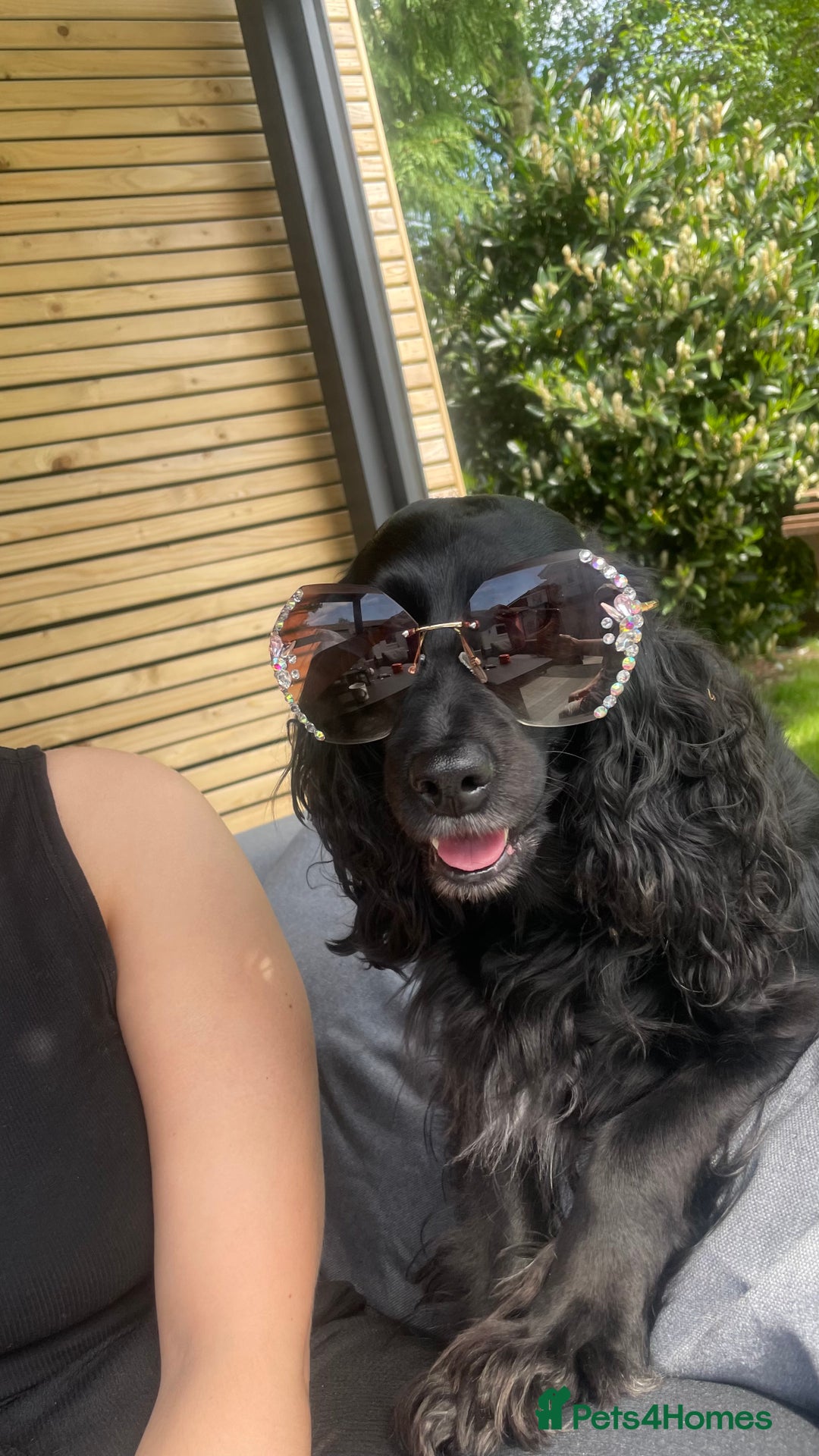 Mixed Breed dogs for sale: Adorable f2B Cockapoos  - Advert 1