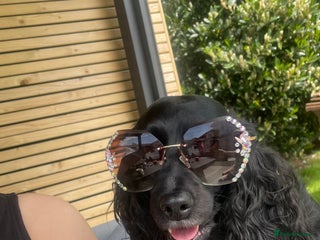 Mixed Breed dogs Adorable f2B Cockapoos - Advert 2