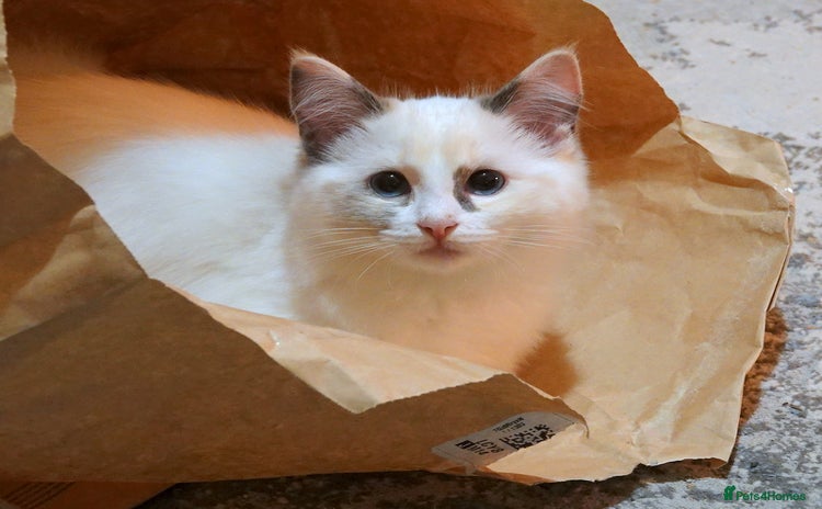 Ragdoll cats - Advert 9