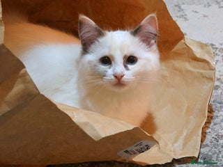 Ragdoll cats - Advert 2