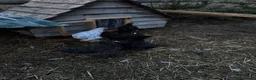 Chickens poultry for sale: 4 black Brahma hens - Advert 3