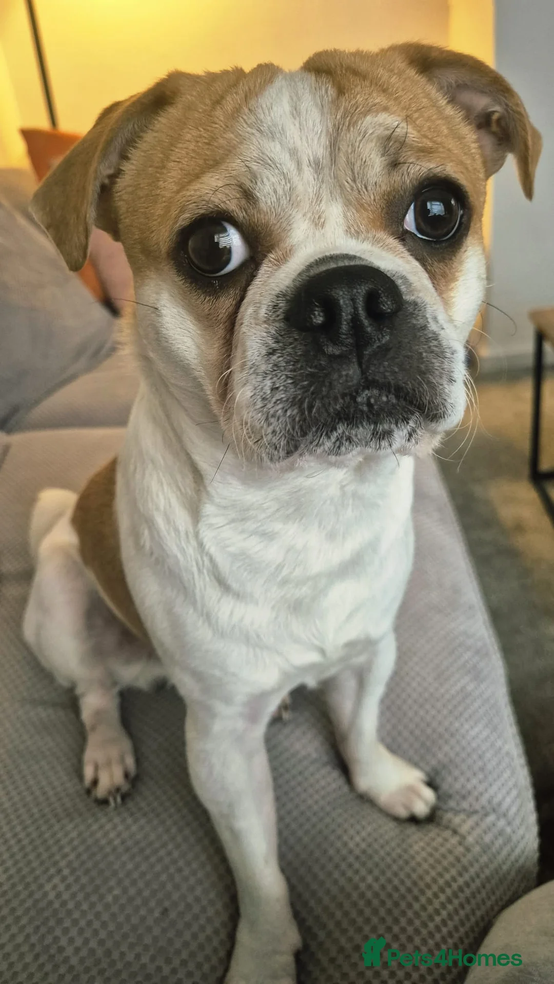 Jug dogs for sale: Looking for a loving home for Max 9 month old jug - Advert 1