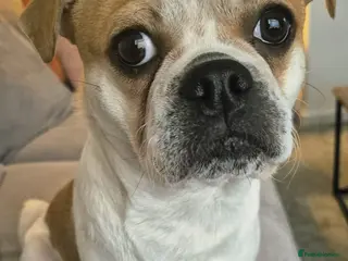 Jug dogs Looking for a loving home for Max 9 month old jug - Advert 1