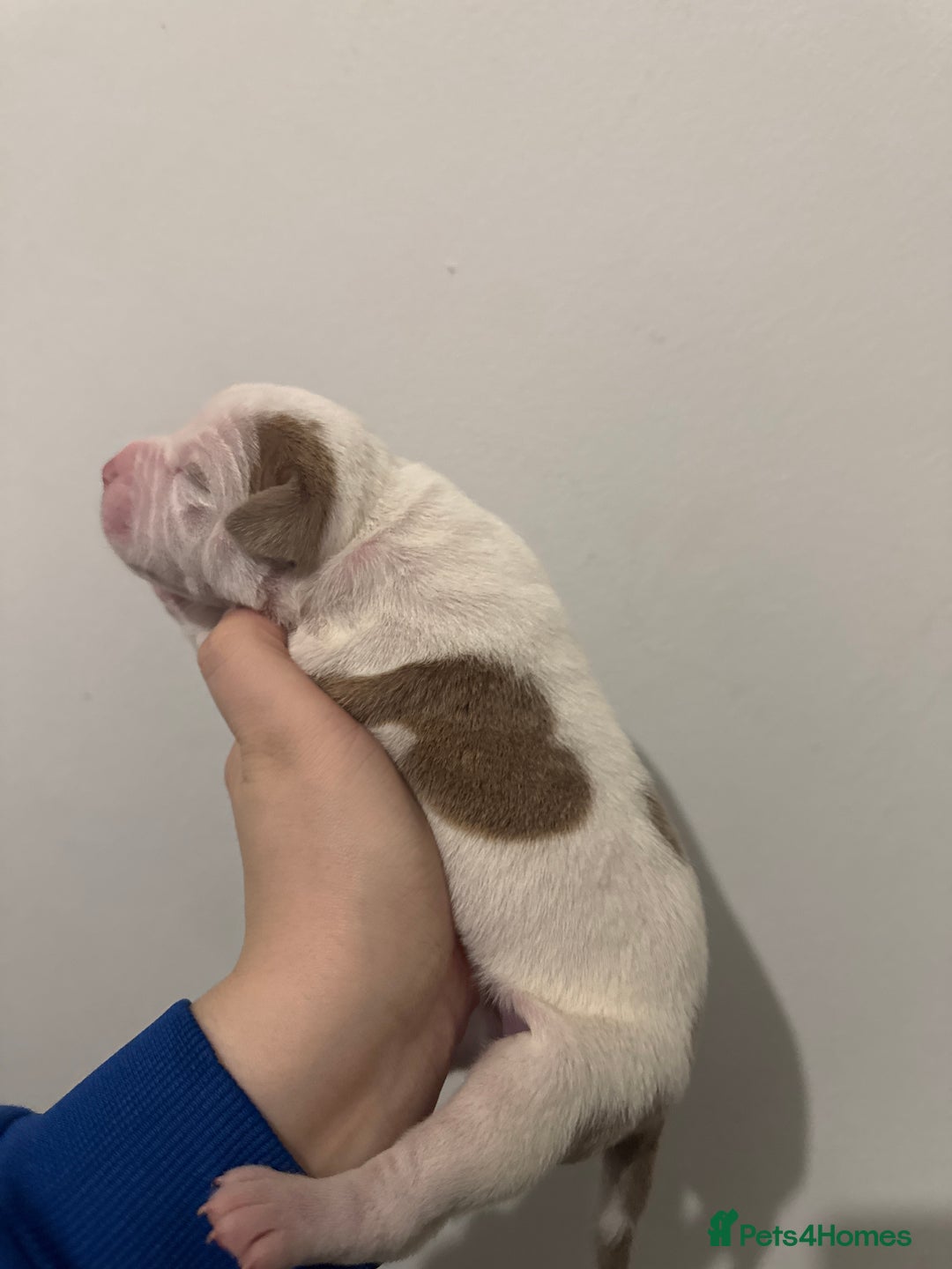 Mixed Breed dogs for sale: Standard bully cross breed - Advert 11