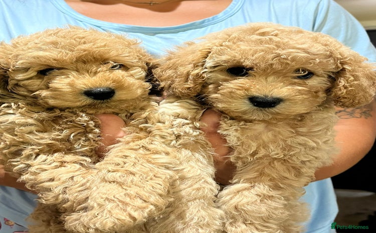 Maltipoo dogs - Advert 16