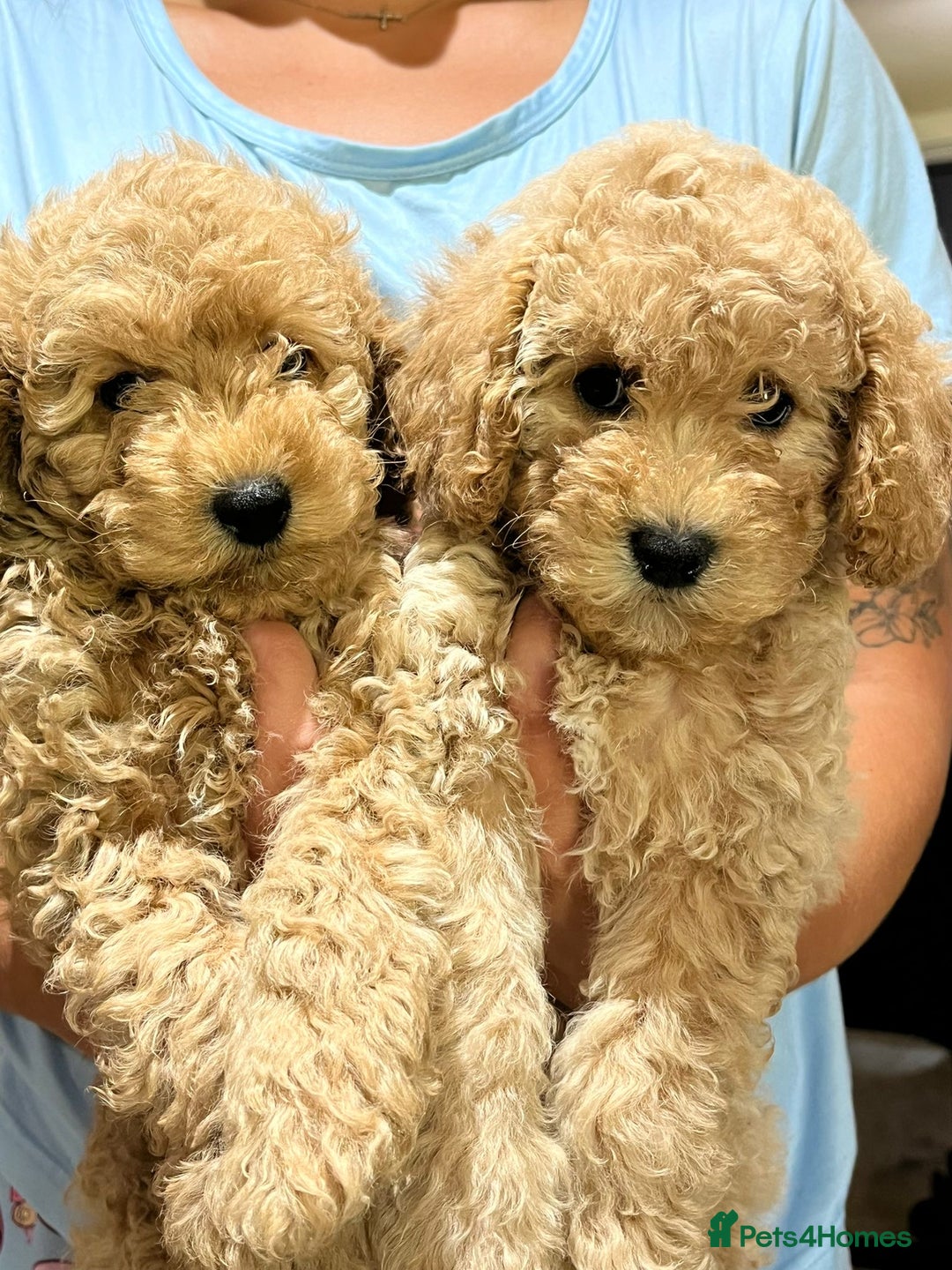 Maltipoo dogs for sale: Maltipoo Puppies - Image 1
