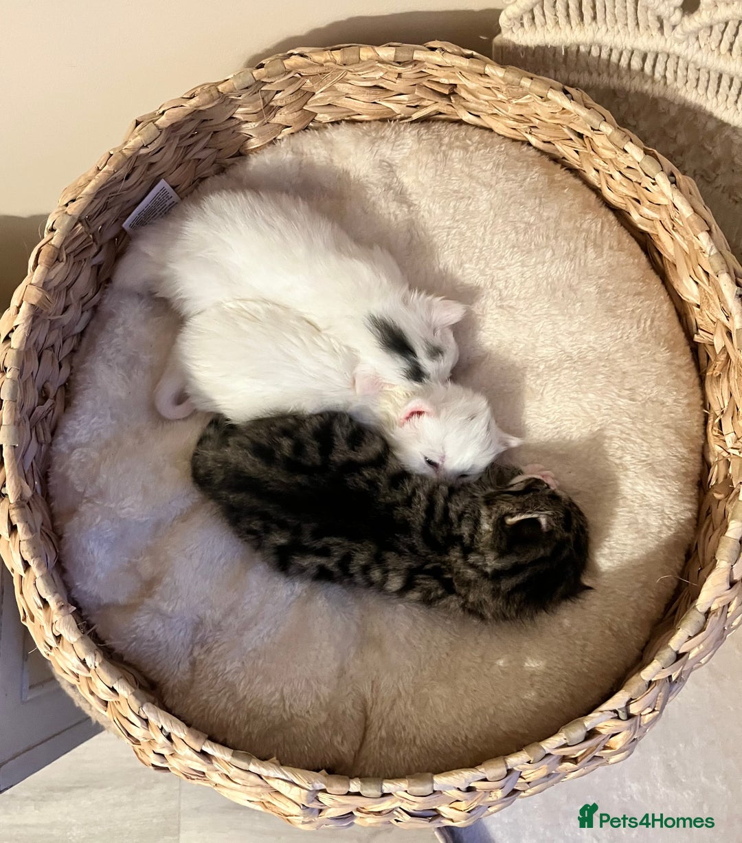 Siberian cats for sale: Three Fluffy Kittens - Advert 6