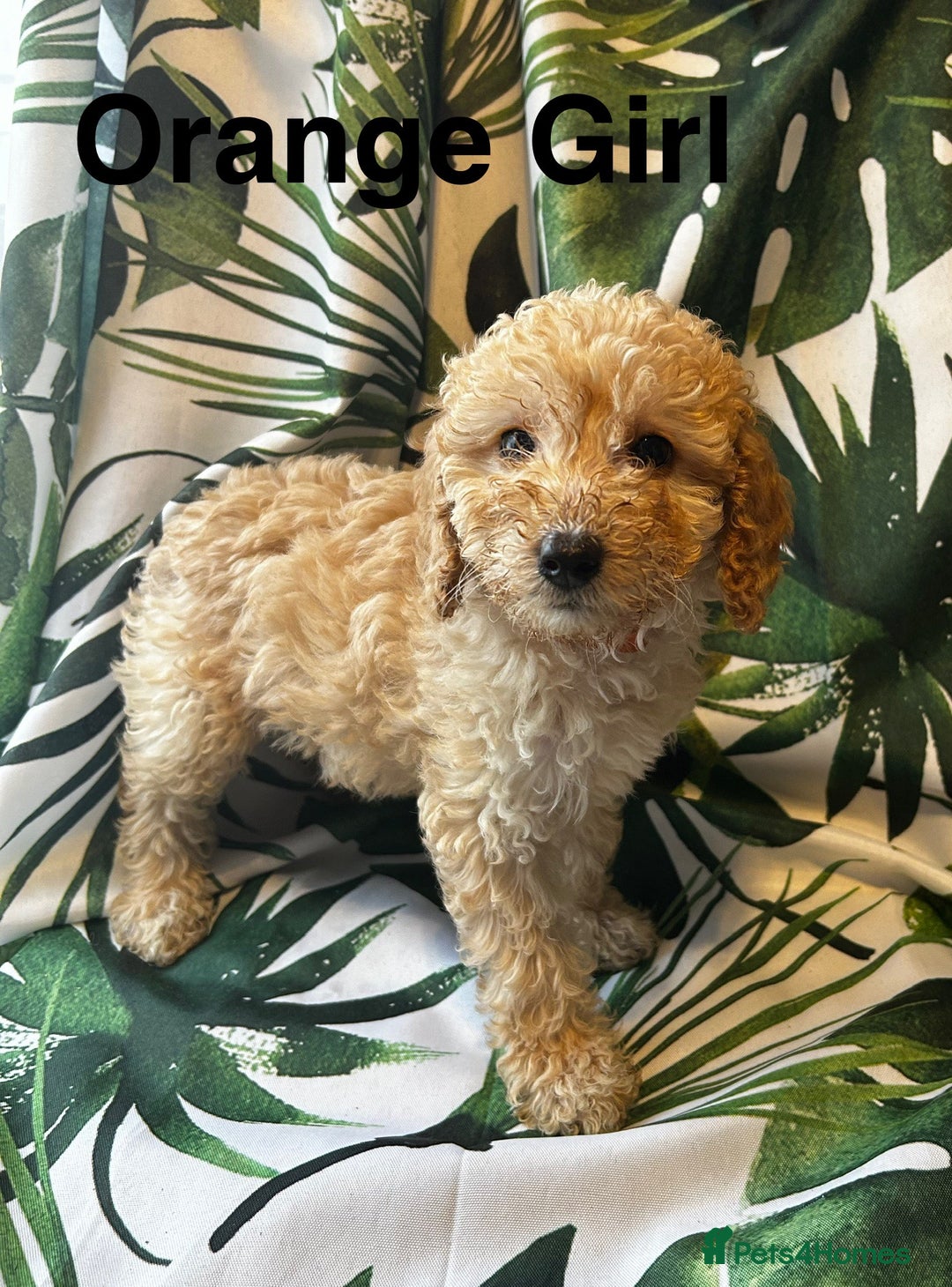 Poodle dogs for sale: Lovely poodle puppies 🐕🐕🐕 ready to go now - Image 5