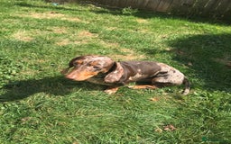 Dachshund dogs for stud: Charlie Davies  - Image 3