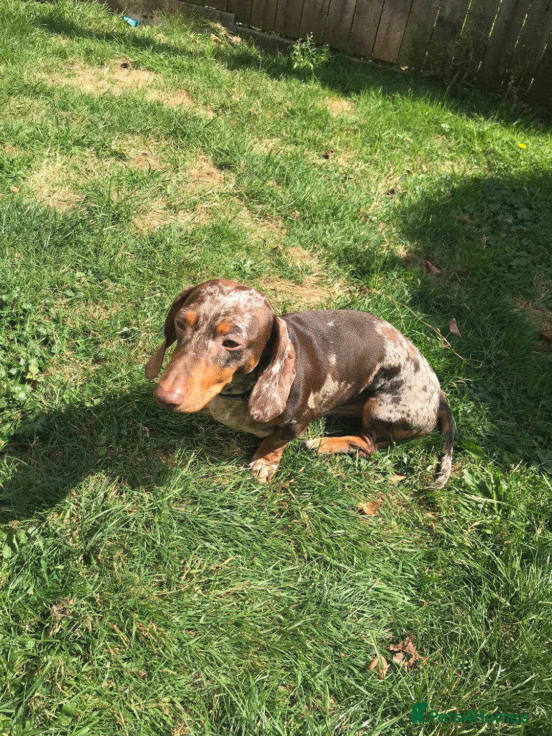 Dachshund dogs for stud: Charlie Davies  - Image 3