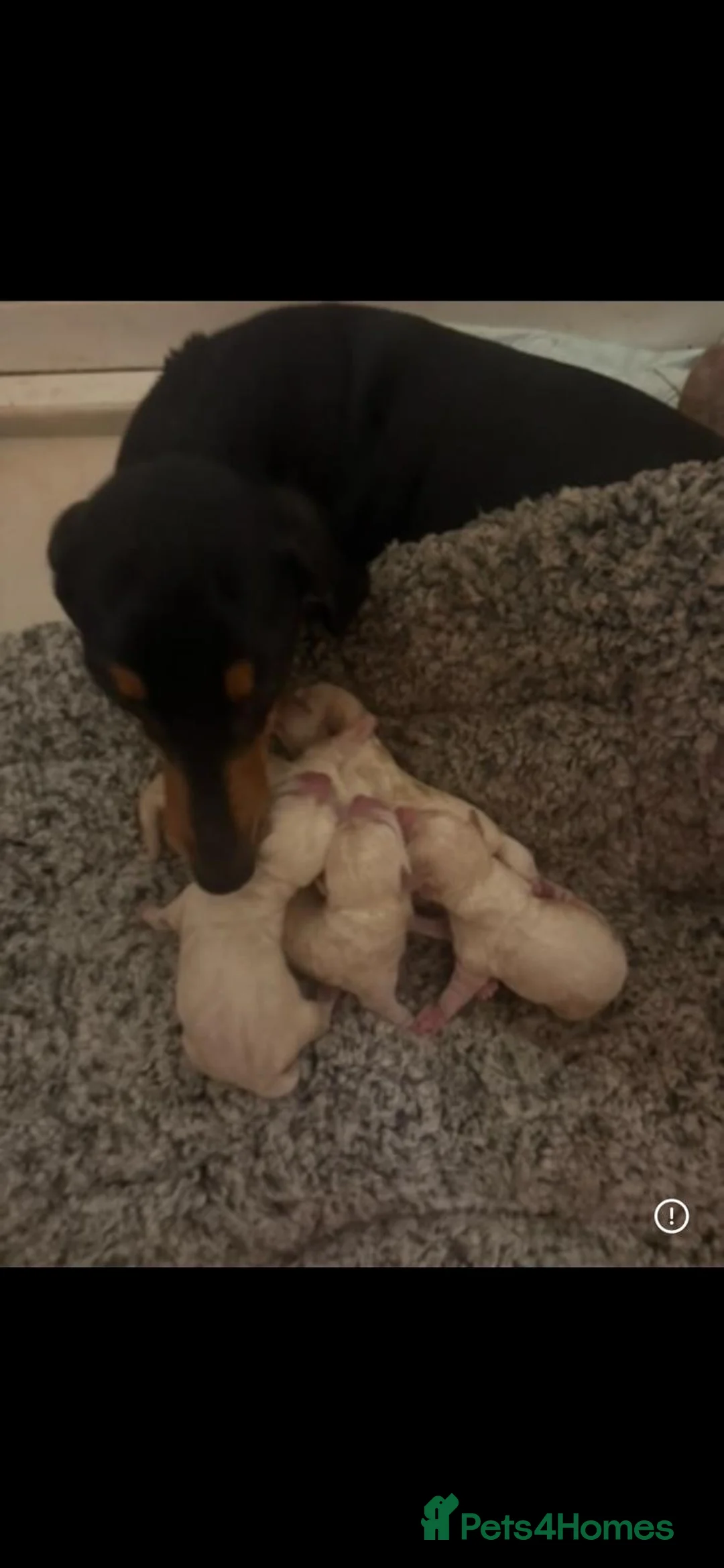 Chiweenie dogs for sale: 🌭♥️ Mexican hotdogs AKA Chiweenies ♥️ 🌭 - Advert 7