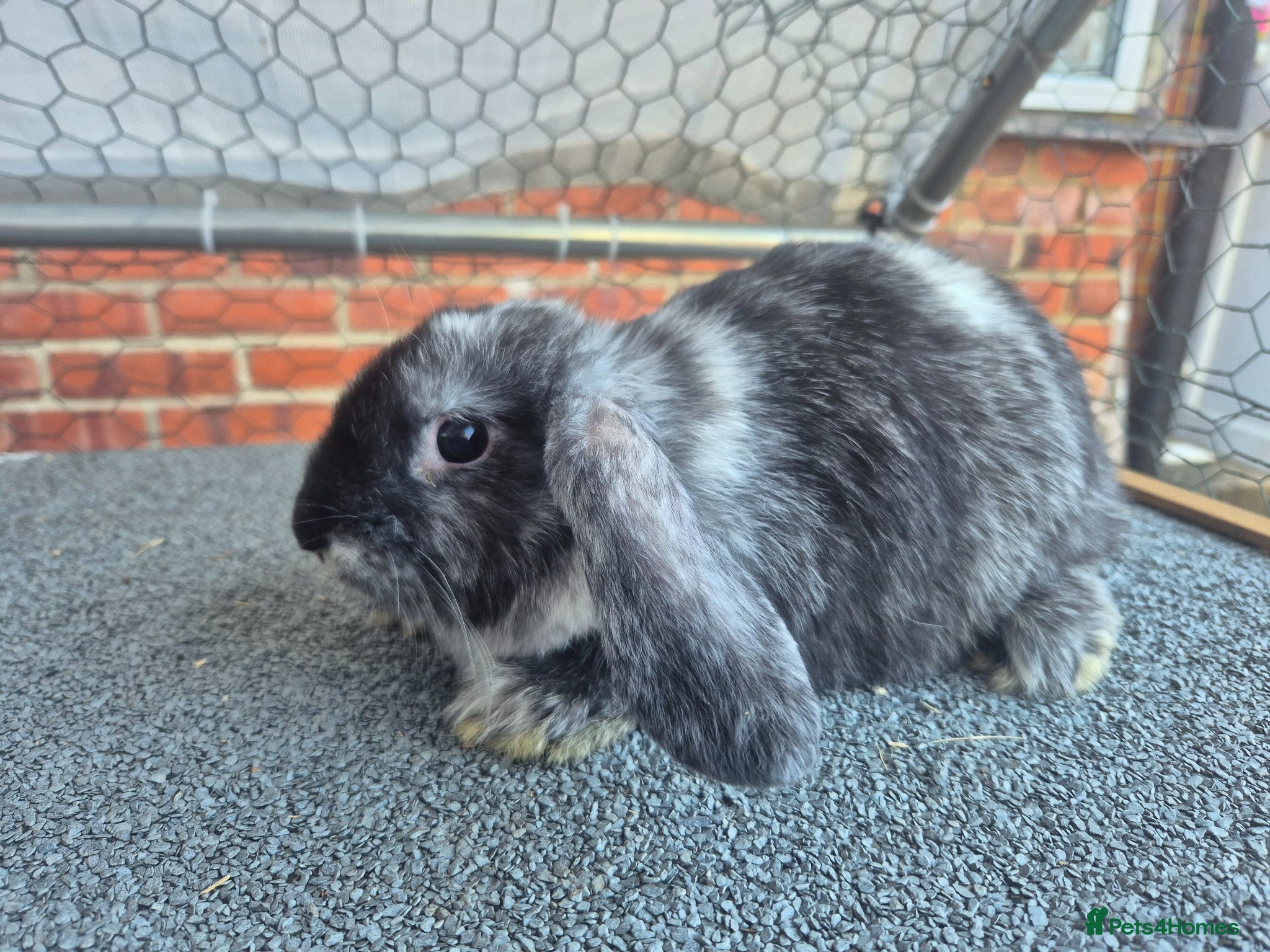 Mini Lop rabbits 💙 2 x girls 3 x boys available now❤️  - Advert 2