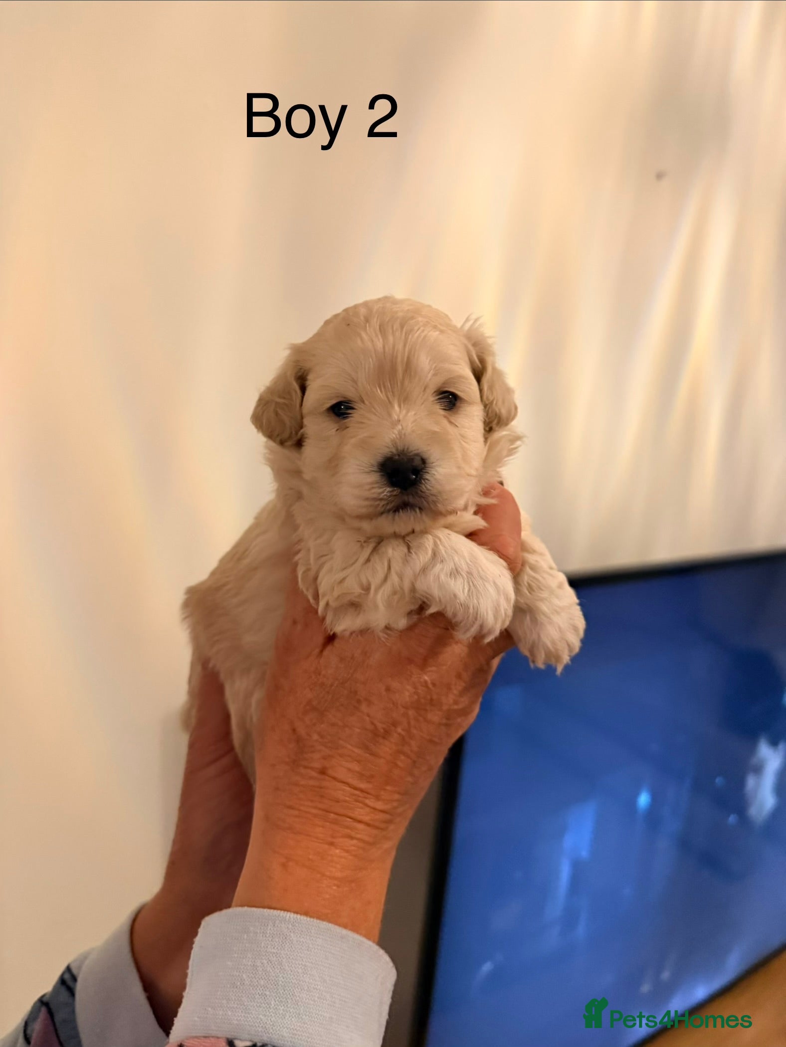 Maltipoo dogs Maltipoo puppies  - Advert 4