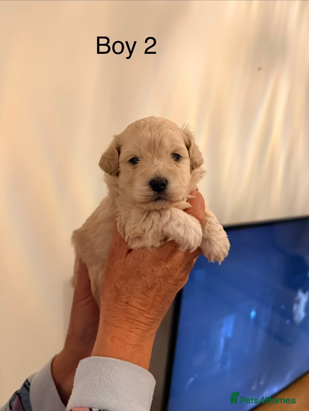 Maltipoo dogs for sale: Maltipoo puppies  - Advert 4