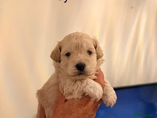 Maltipoo dogs Maltipoo puppies - Advert 4