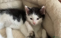 Mixed Breed cats for sale: Kittens - Mid Wales- £25 - Image 5