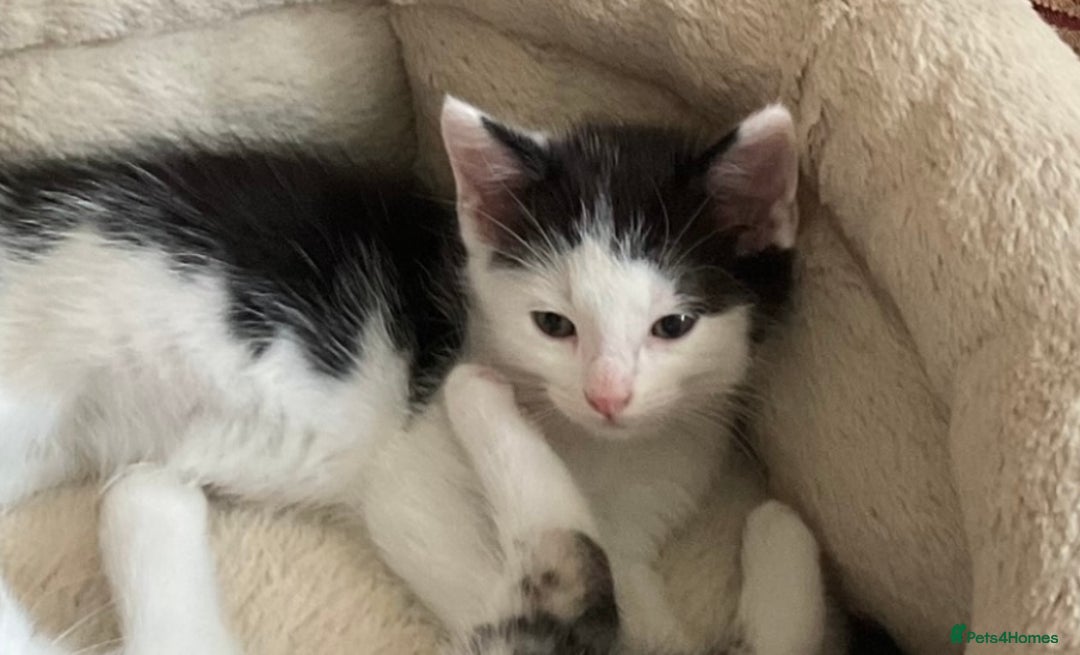 Mixed Breed cats for sale: Kittens - Mid Wales- £25 - Image 5