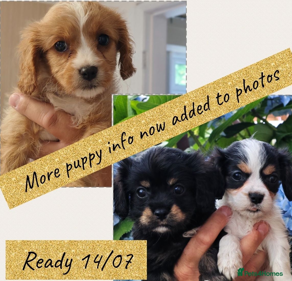 Mixed Breed dogs Ready this week !! Cavalier Mix Breed pups - Advert 1