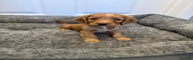 Puppy 1