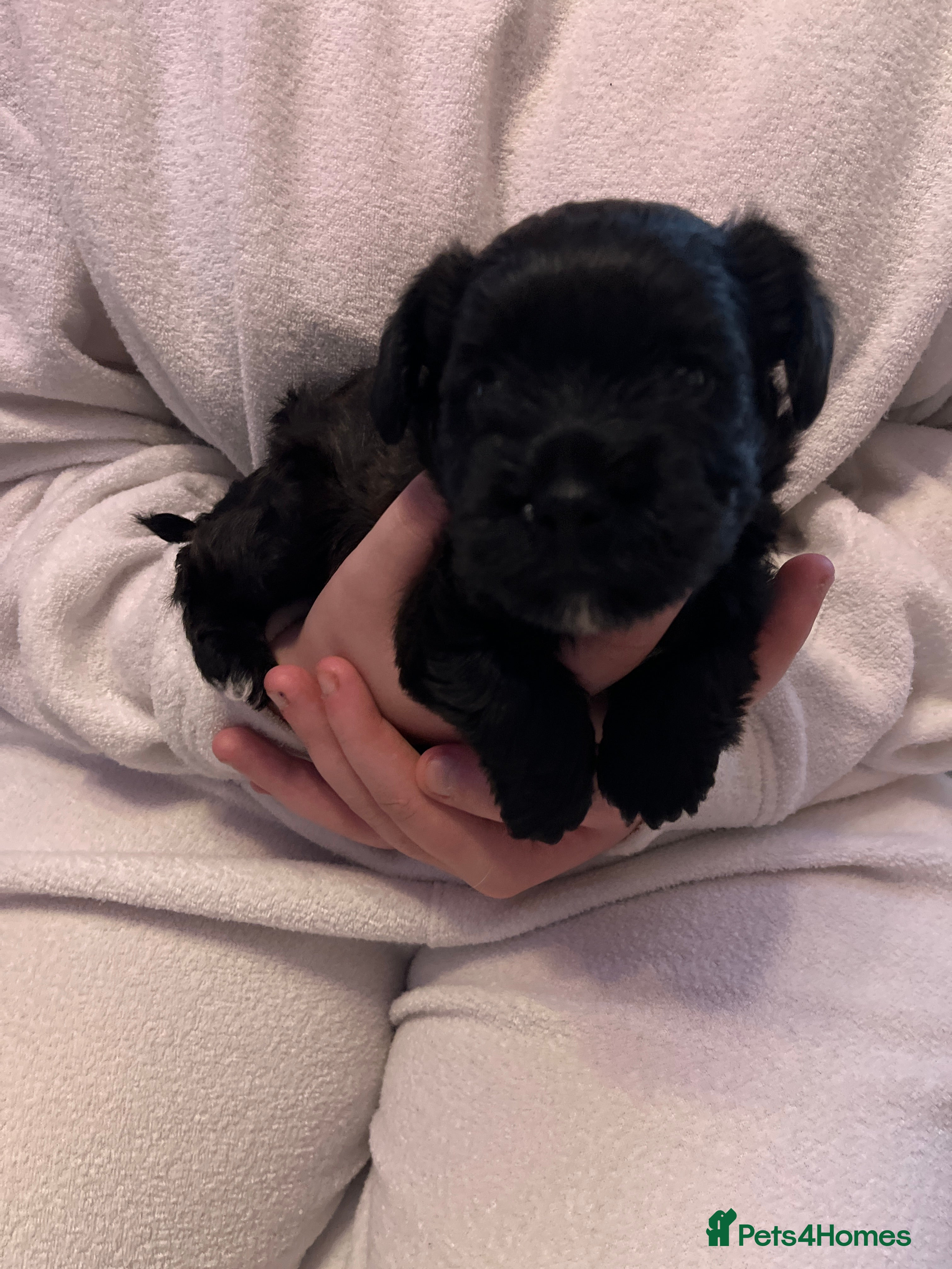 Mixed Breed dogs Cockatoo terrier cross male puppy - Advert 1