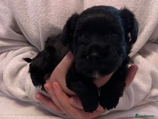 Mixed Breed dogs Cockatoo terrier cross male puppy - Advert 4