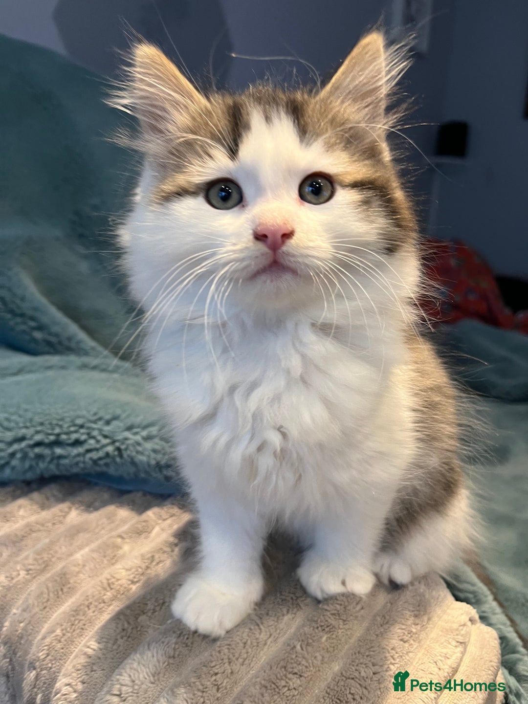 Siberian cats for sale: Stunning Siberian kittens 🐱  - Advert 9