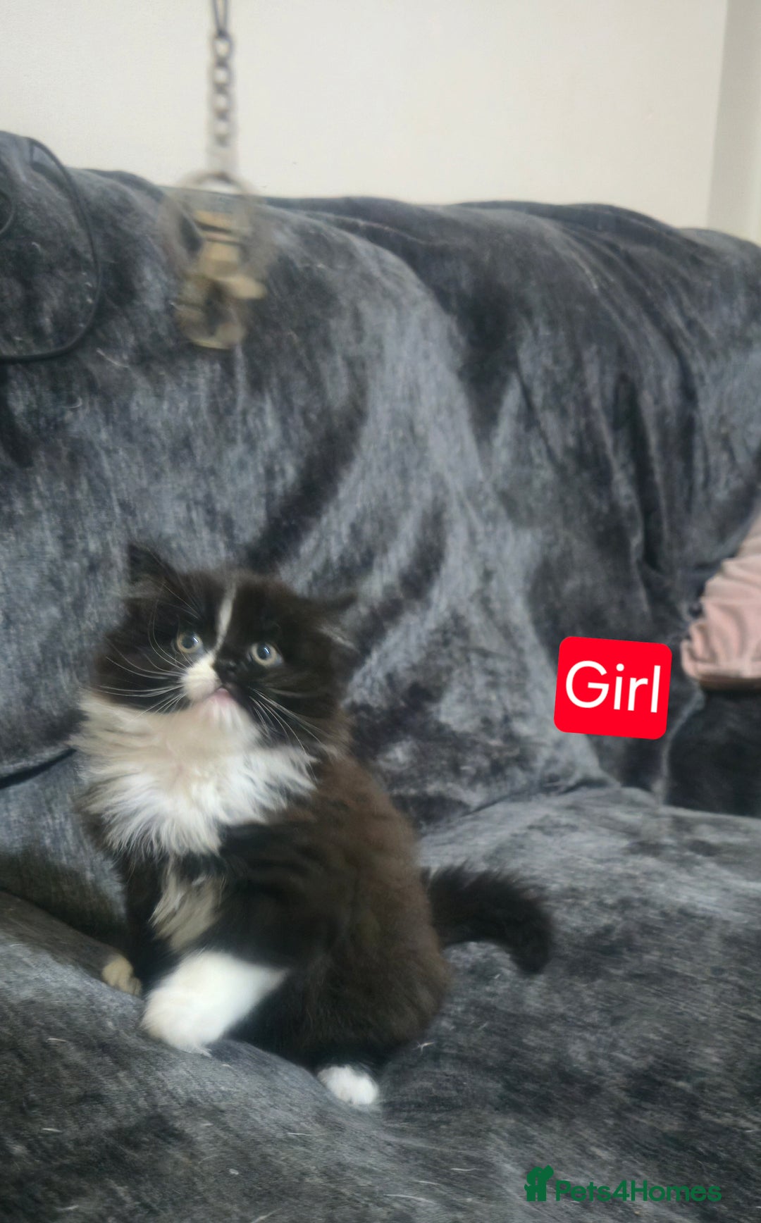 Mixed Breed cats for sale: Lovely Persian mixed kittens for sale - Advert 17