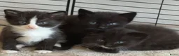 Mixed Breed cats for sale: 5 Beautiful Kittens For sale in Preston - Advert 1