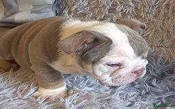English Bulldog dogs for sale: Kc reg British bulldogs  - Image 26