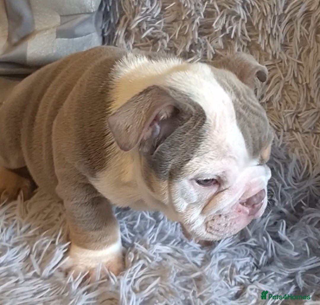 English Bulldog dogs for sale: Kc reg British bulldogs  - Image 26
