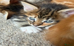Maine Coon cats for sale: Maine Coon Norwegian Forest cross kittens - Image 11