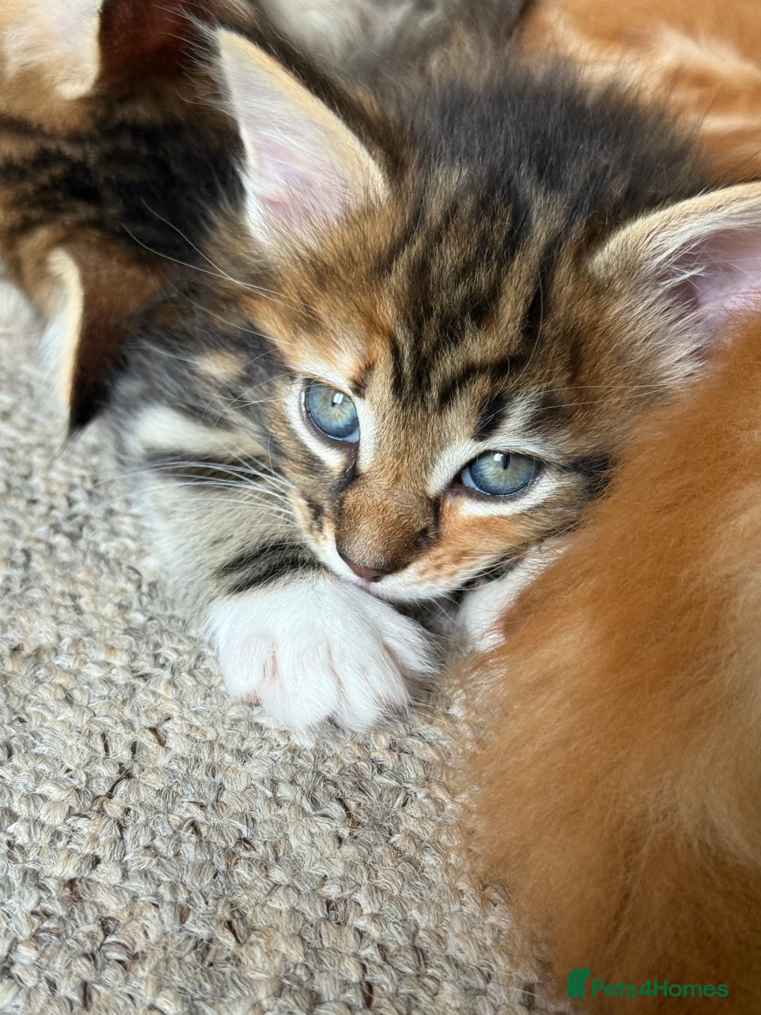 Maine Coon cats for sale: Maine Coon Norwegian Forest cross kittens - Image 11