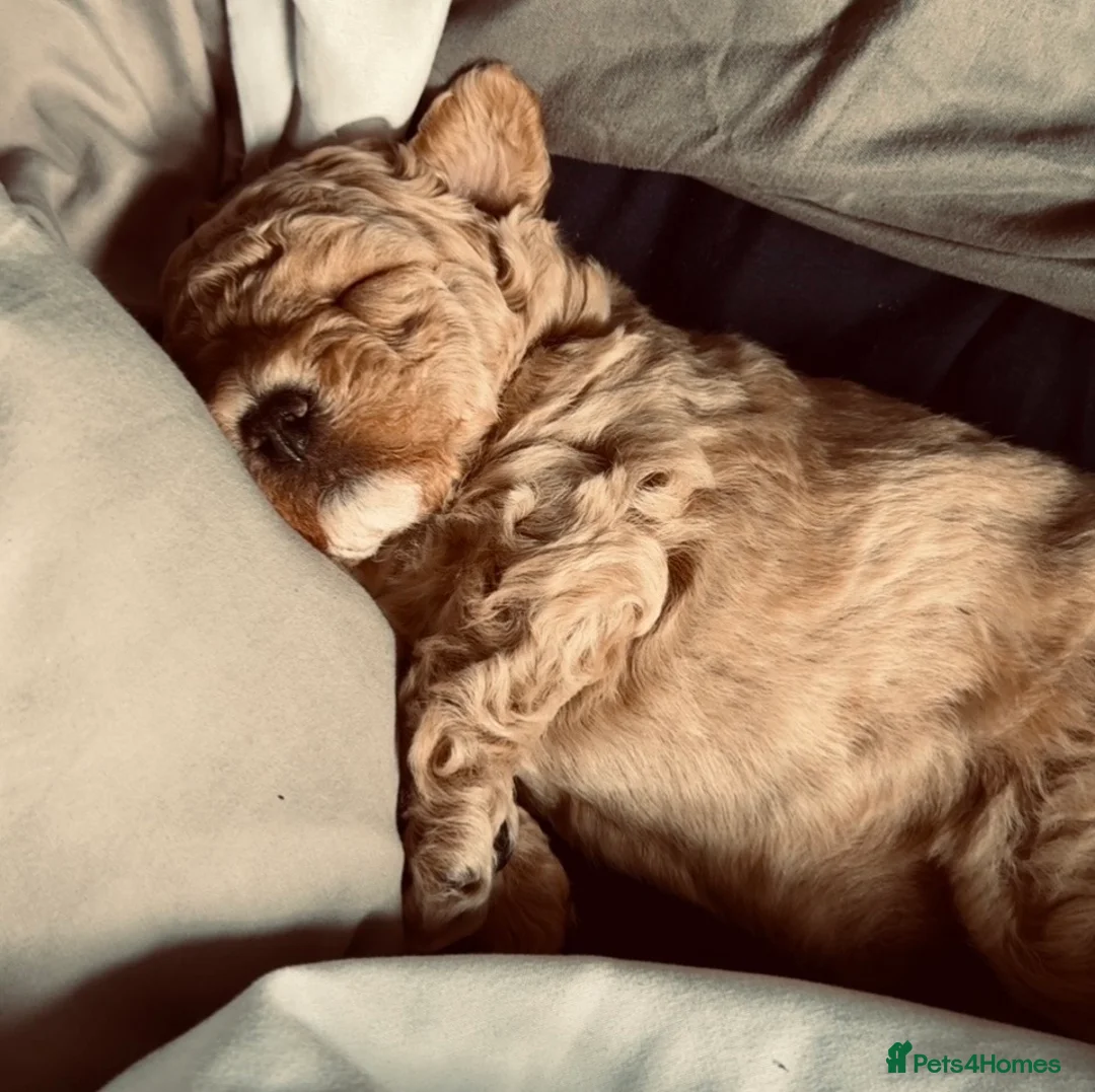 Maltipoo dogs for sale: F1 Maltipoo fantastic little boy 💙 in Swadlincote - Advert 2