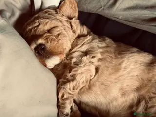 Maltipoo dogs F1 Maltipoo fantastic little boy 💙 - Advert 6