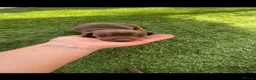Dachshund dogs for sale: Dachshund in Pontefract - Advert 8