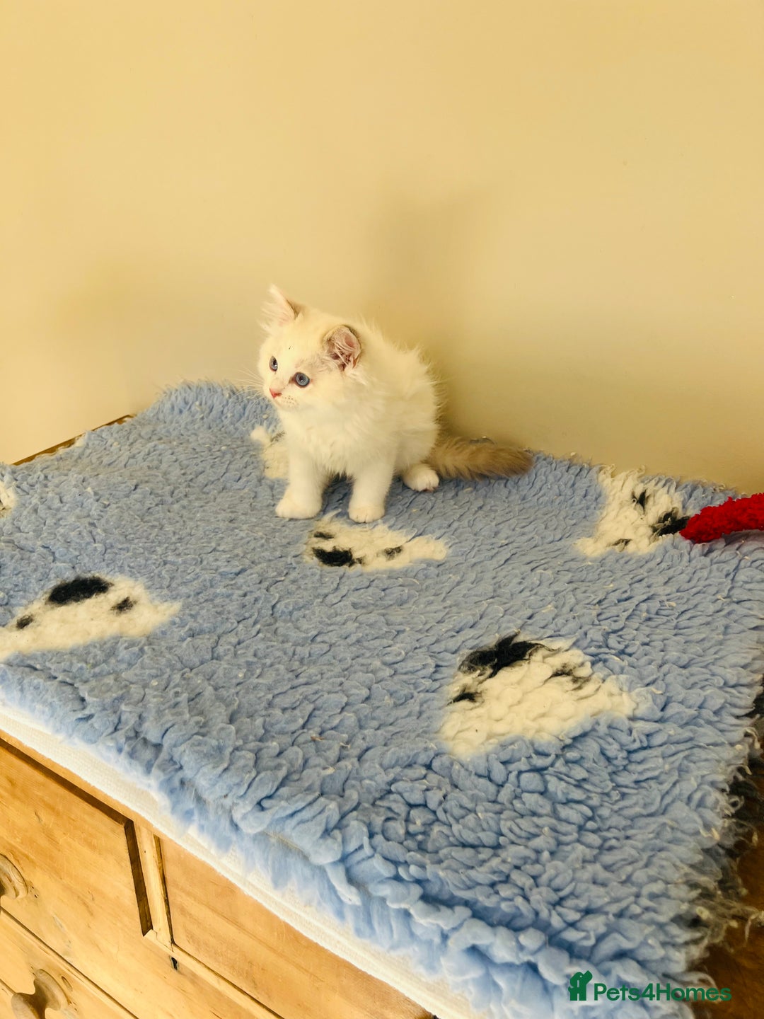 Ragdoll cats for sale: GCCF Reg Lilac Bicolour RAGDOLL  - Image 4