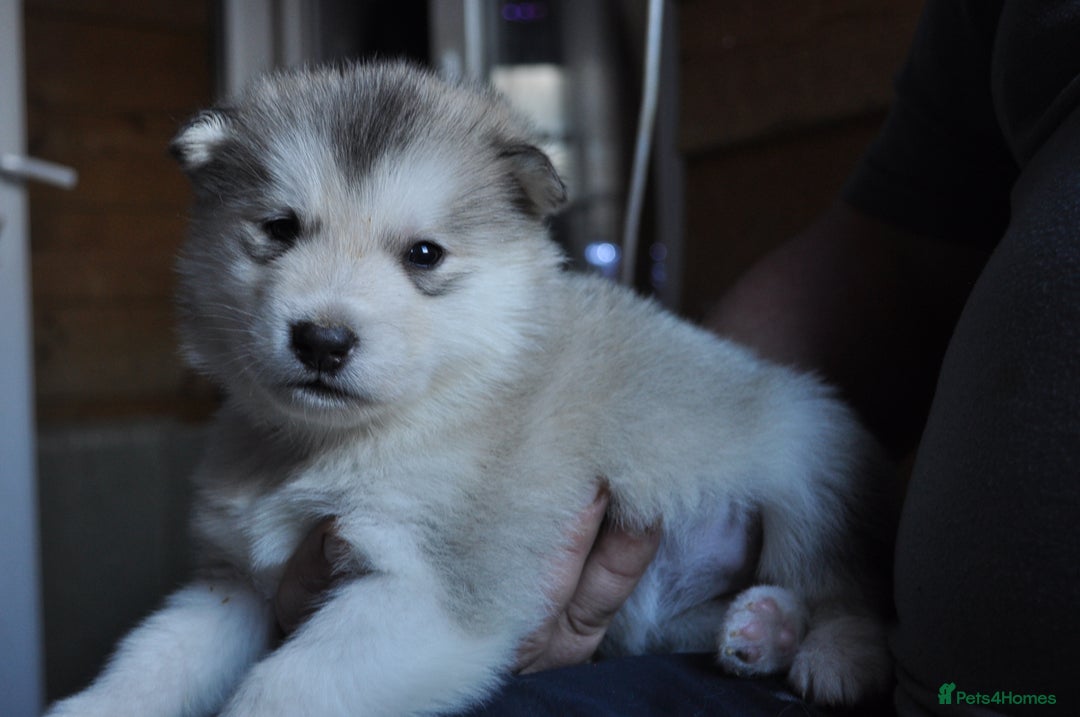 Alaskan Malamute dogs for sale: Alaskan Malamute Puppies - Advert 29