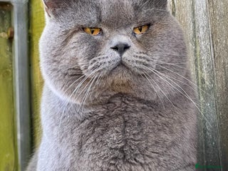 British Shorthair cats in Clitheroe - Advert 8